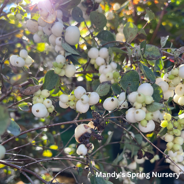 White Snowberry | Symphoricarpos albus – Mandy Spring Farm Nursery