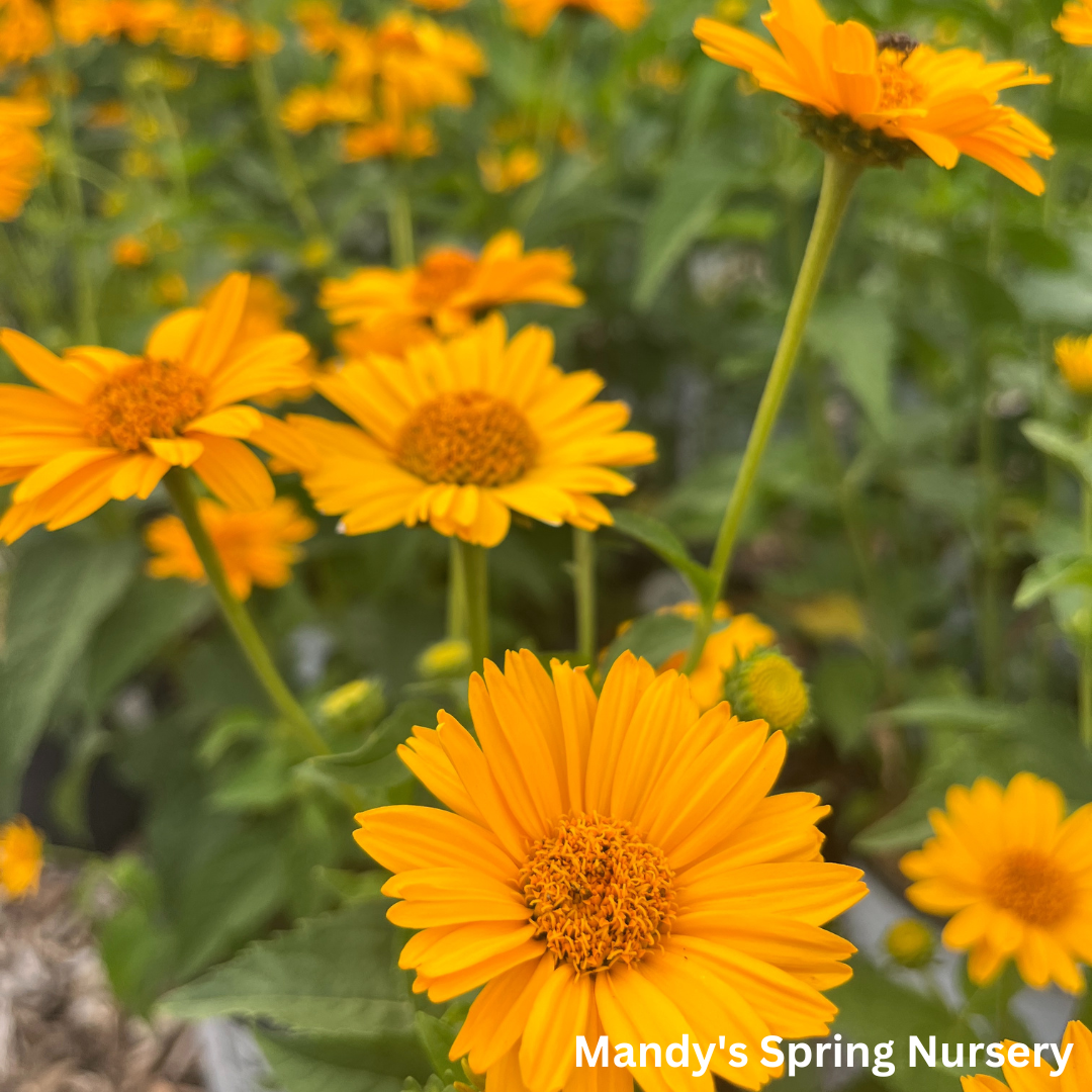 'Tuscan Sun' False Sunflower | Heliopsis helianthoides