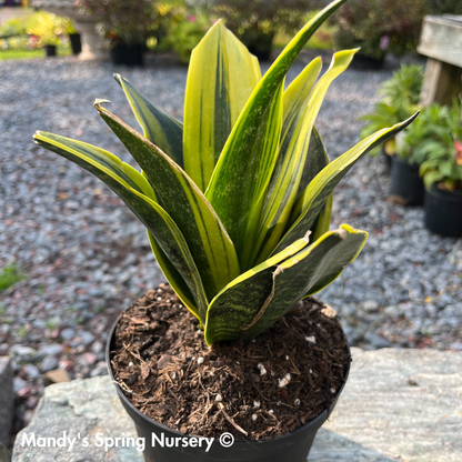 golden snake plant 'Golden Flame' Snake Plant