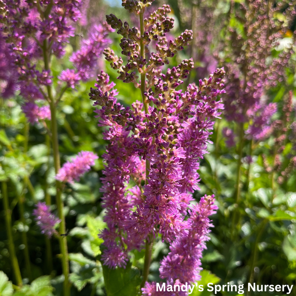 lavender astilbe plant Black Pearls® Astilbe