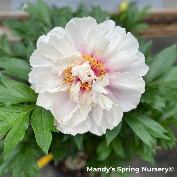 Débardeur Stone Cold Fox "Kissy" - Couleur Ivoire Pivoine - Taille M (2) - Neuf Sans étiquettes