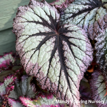 Painted Leaf Begonia | Begonia rex-cultorum