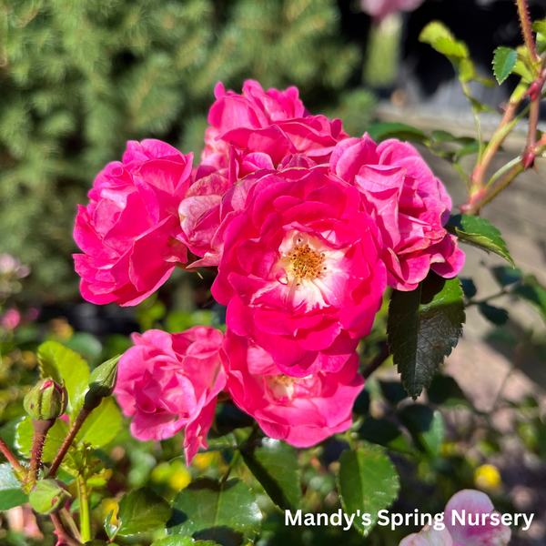 1_e7379b62-9236-41c9-a1d3-