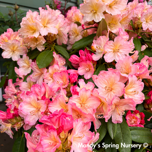 Percy Wiseman' Rhododendron  Mandy Spring Farm Nursery, Inc.