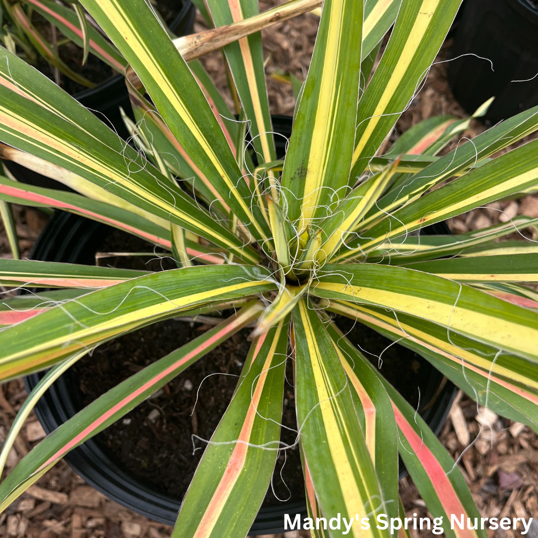 yucca cane yellow leaves Color Guard Yucca