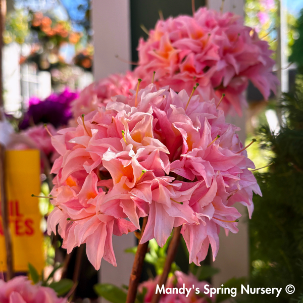 Electric Lights™ Double Pink Azalea | Rhododendron 'UMNAZ 493