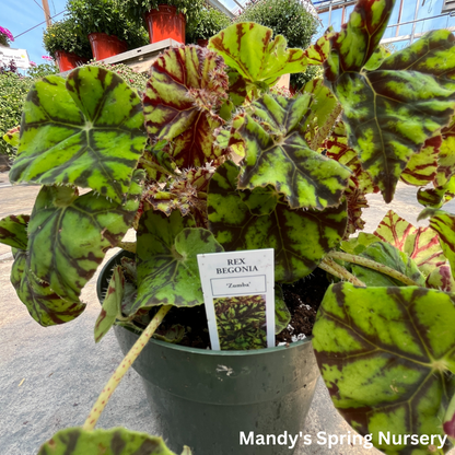 Painted Leaf Begonia | Begonia rex-cultorum