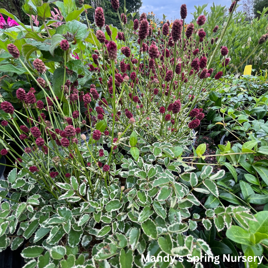 Little Angel Burnet | Sanguisorba officinalis