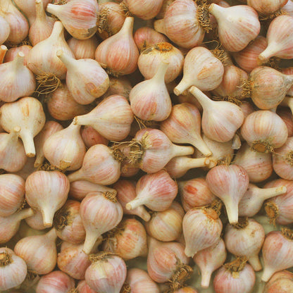 Roasted Garlic Savory Jam