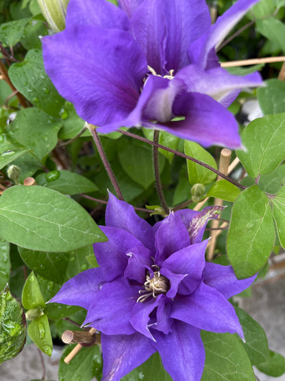 Boulevard® Olympia™ Clematis