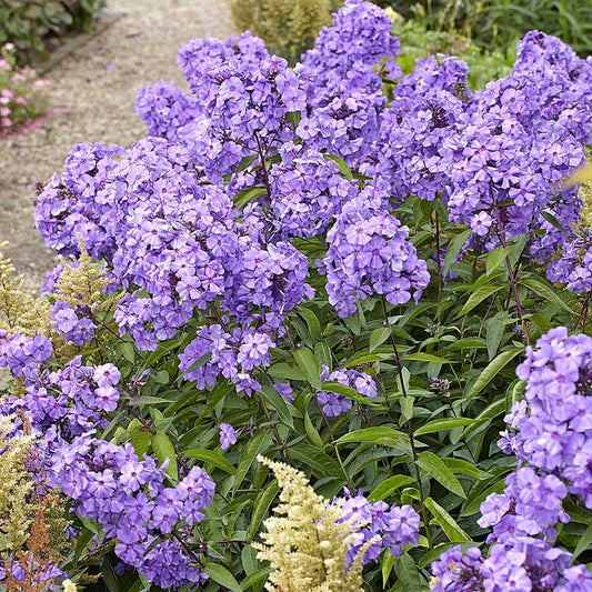 'Blue Paradise' Garden Phlox | Phlox paniculata