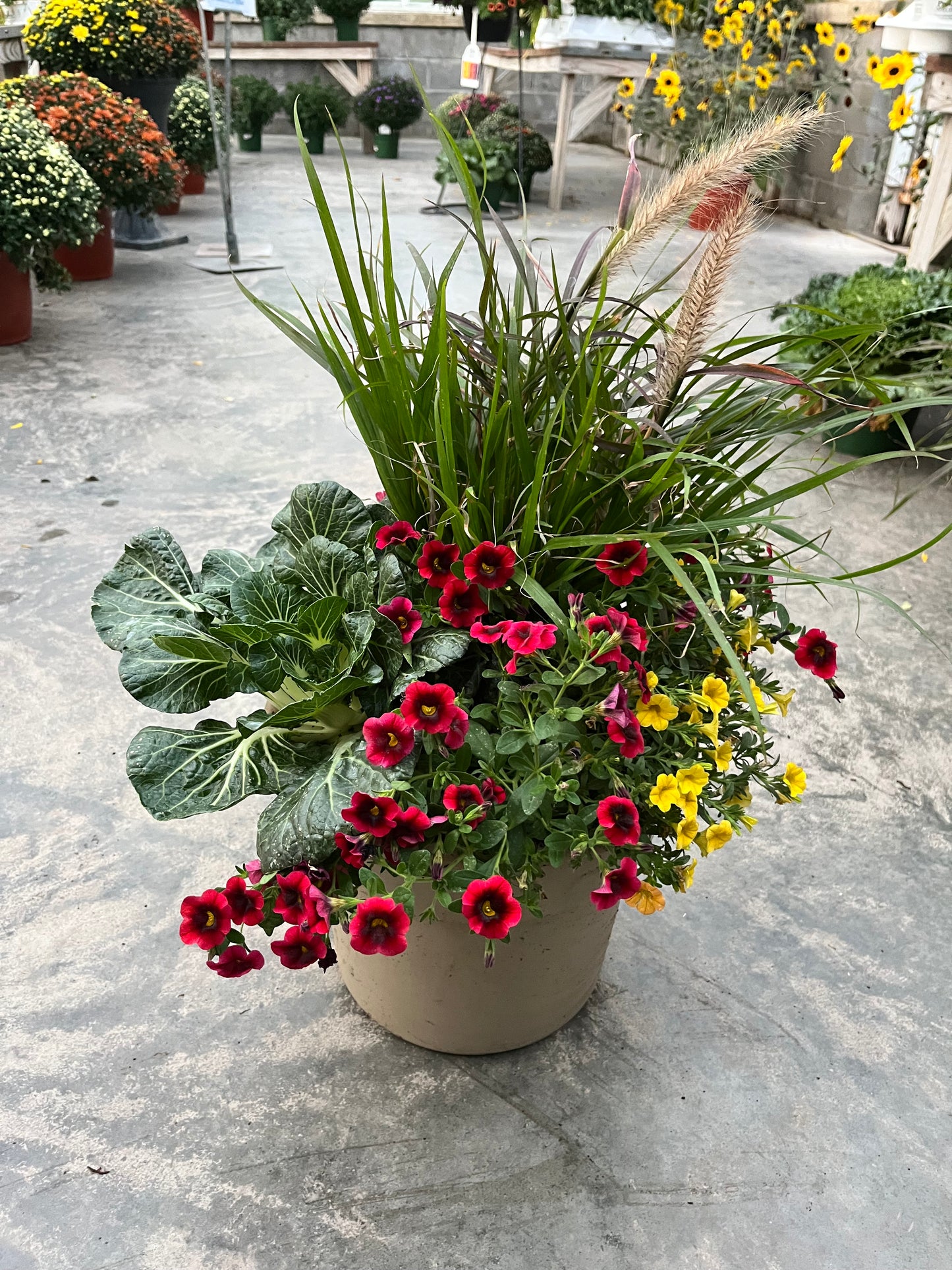 Fall Mums & Kale Assorted