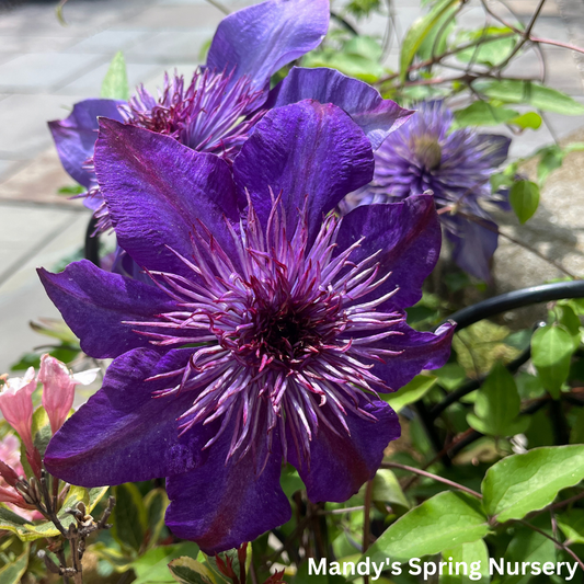 Multi-Blue | Clematis