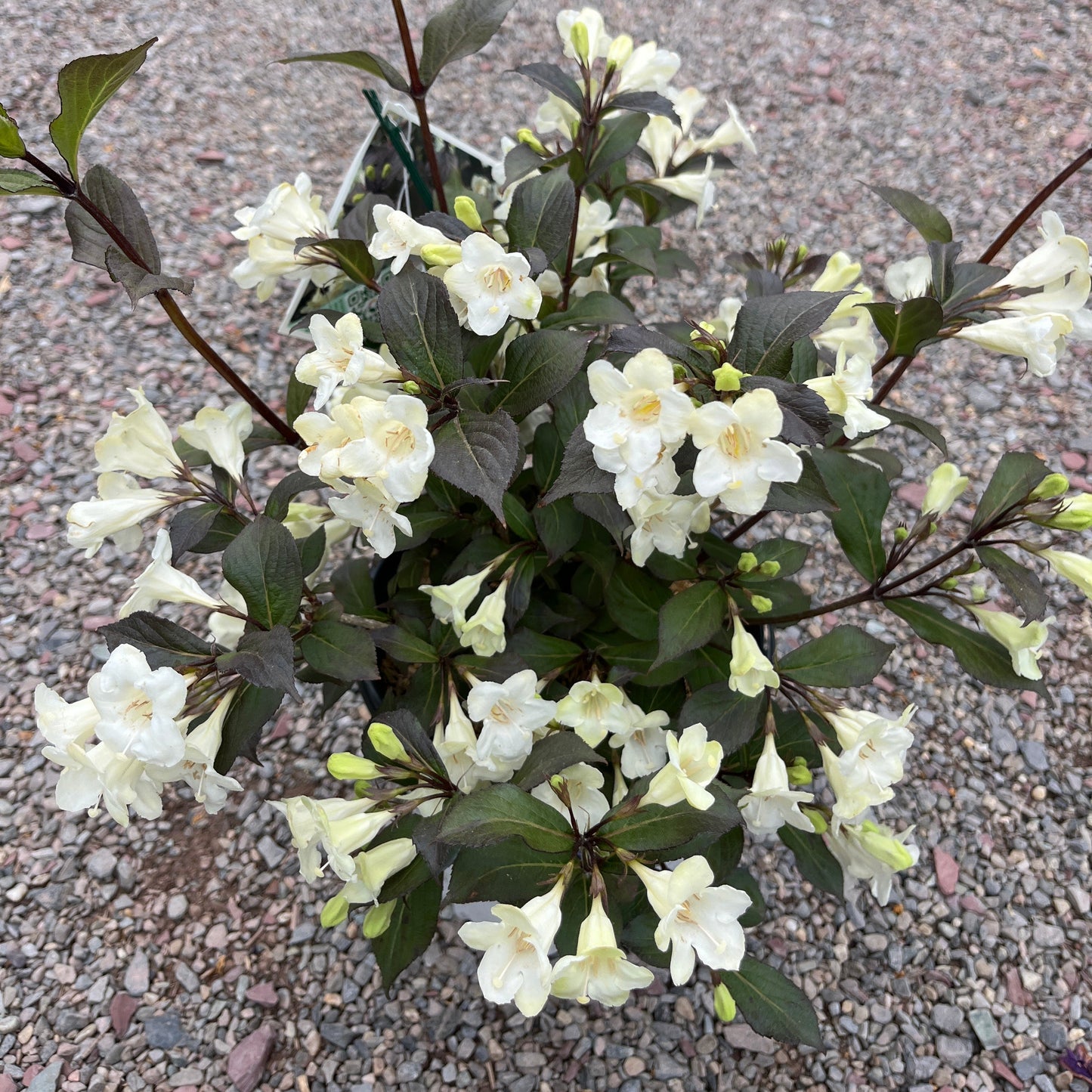 'Wine & Spirits' Weigela