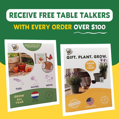 Holiday Spruce Tree Grow Kit | Christmas Tree | Indoor Gift