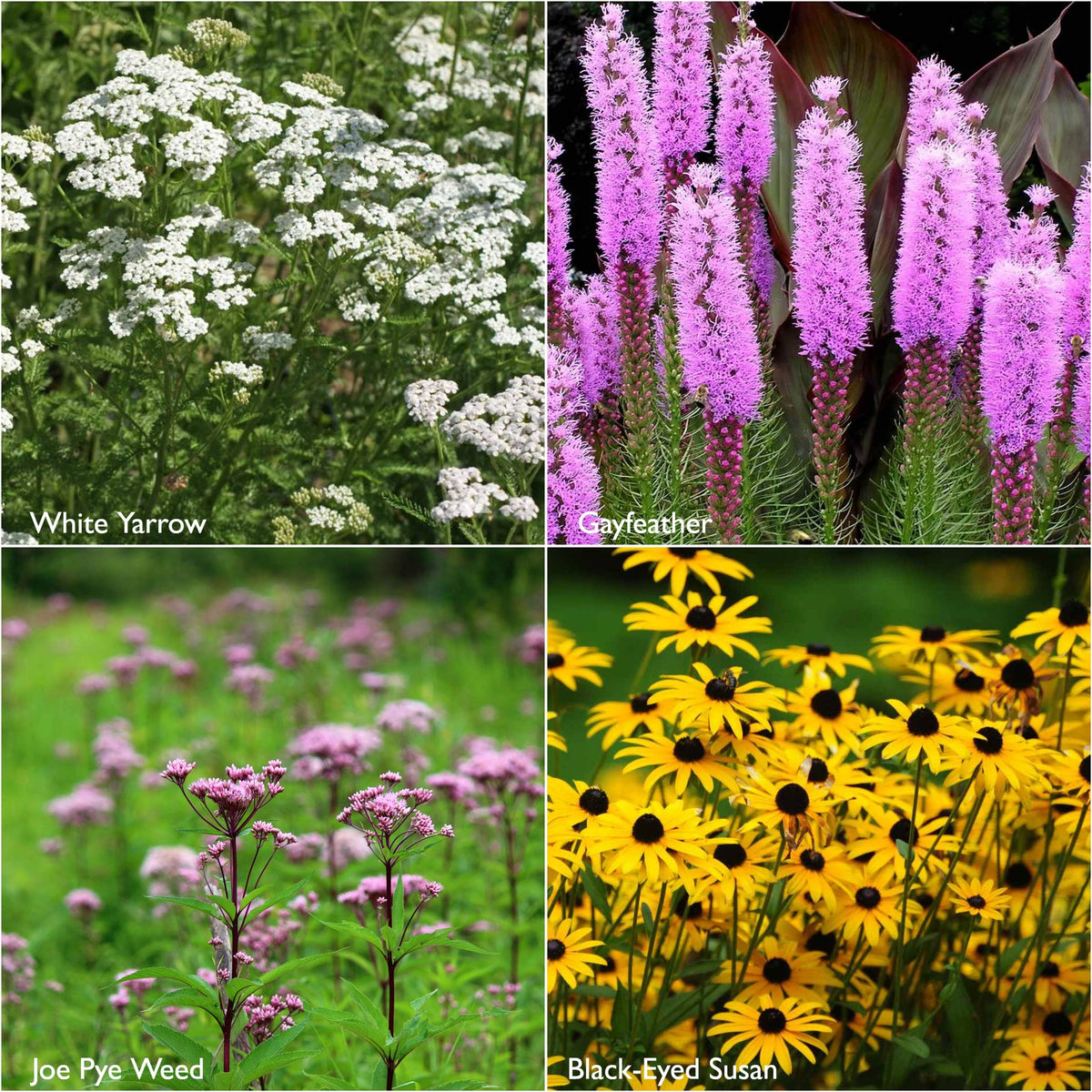 Garden Sprinkles | Monarch Butterfly Flower Garden | Spring