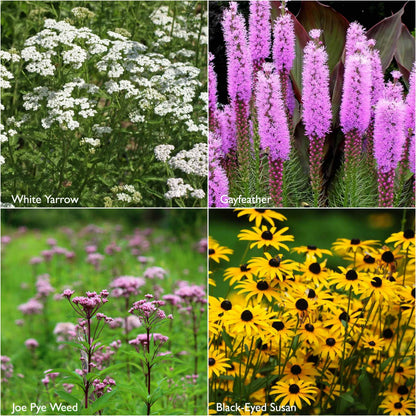 Garden Sprinkles | Monarch Butterfly Flower Garden | Spring