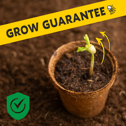 Holiday Spruce Tree Grow Kit | Christmas Tree | Indoor Gift