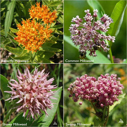 Scatter Garden | Monarch Butterfly Milkweed | Pollinators