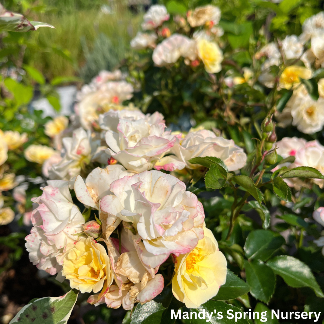 Popcorn Drift Rose | Rosa