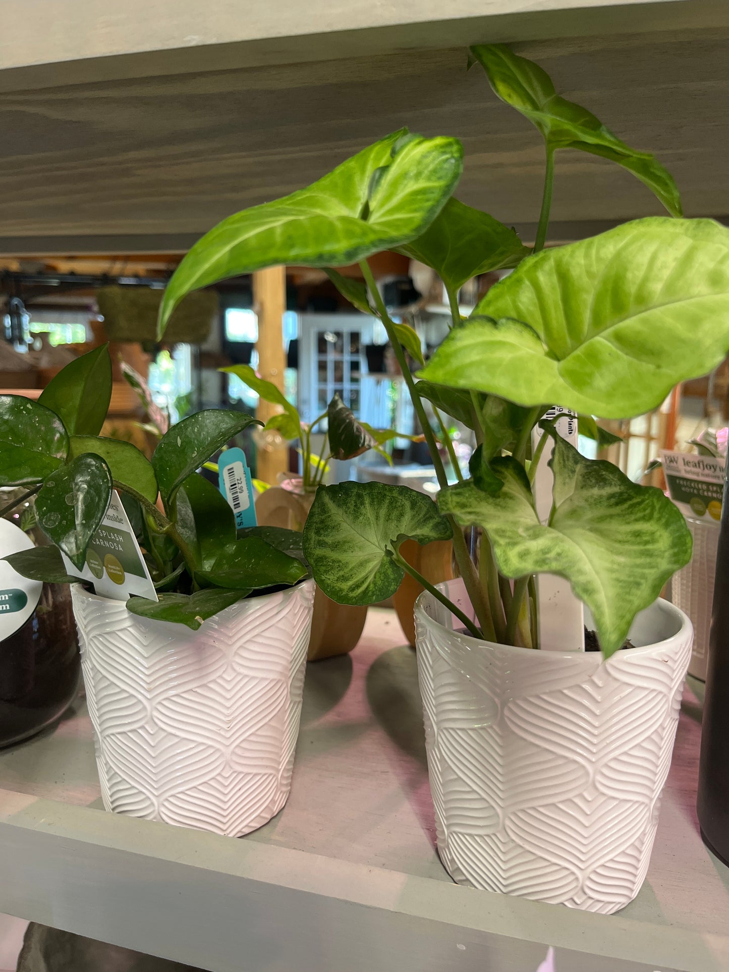 Mandy's Indoor Plants