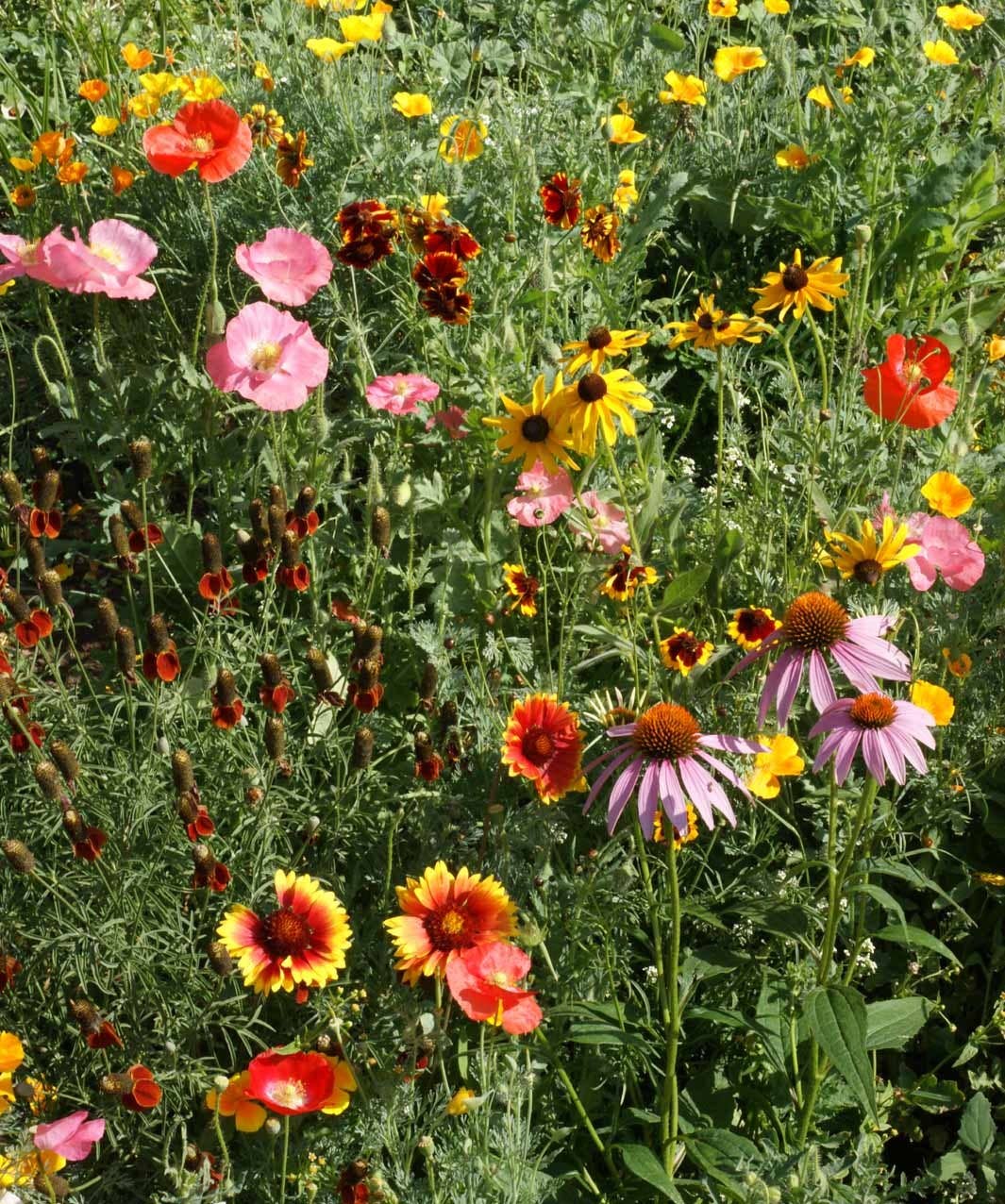 Garden Sprinkles Wildflowers - Spring flowers