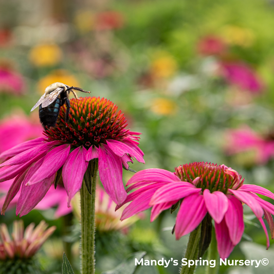'PowWow Wild Berry' Coneflower | Echinacea purpurea