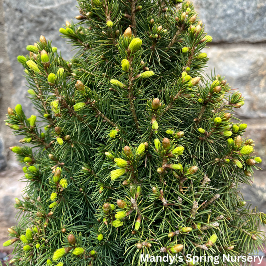 Dwarf Alberta Spruce | Picea glauca 'Conica'