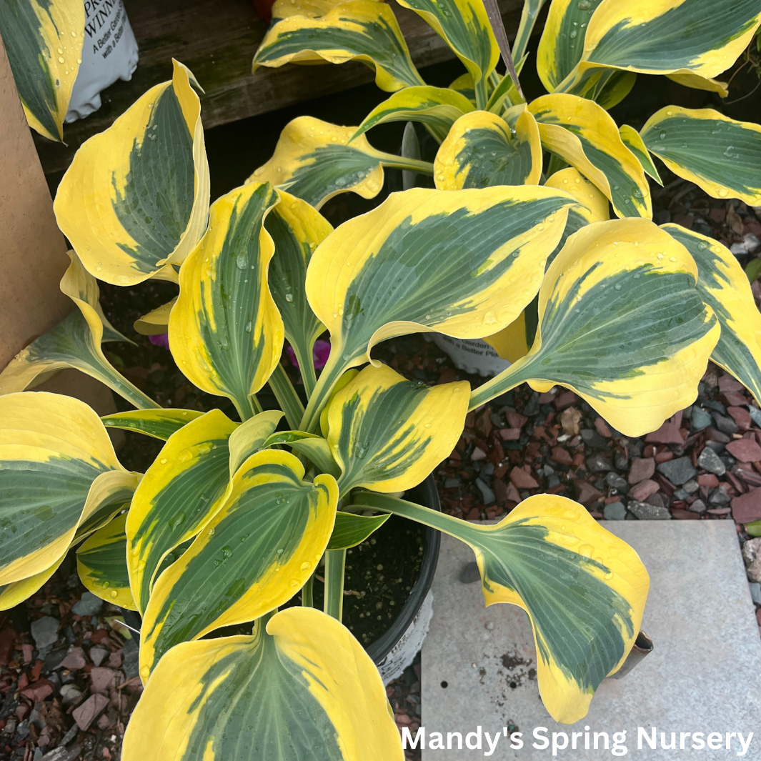 Autumn Frost Hosta | Hosta 'Autumn Frost'