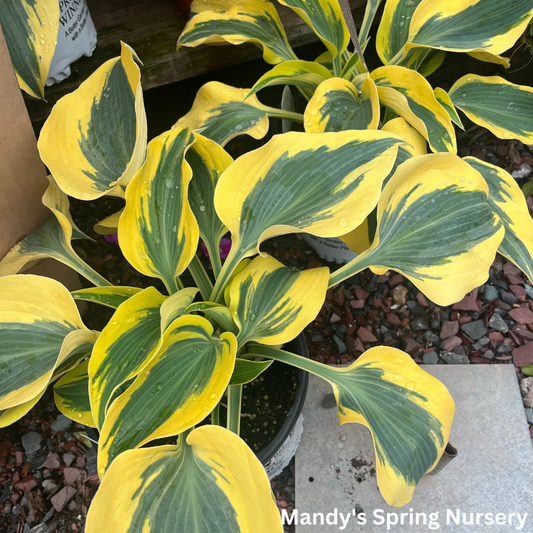 Autumn Frost Hosta