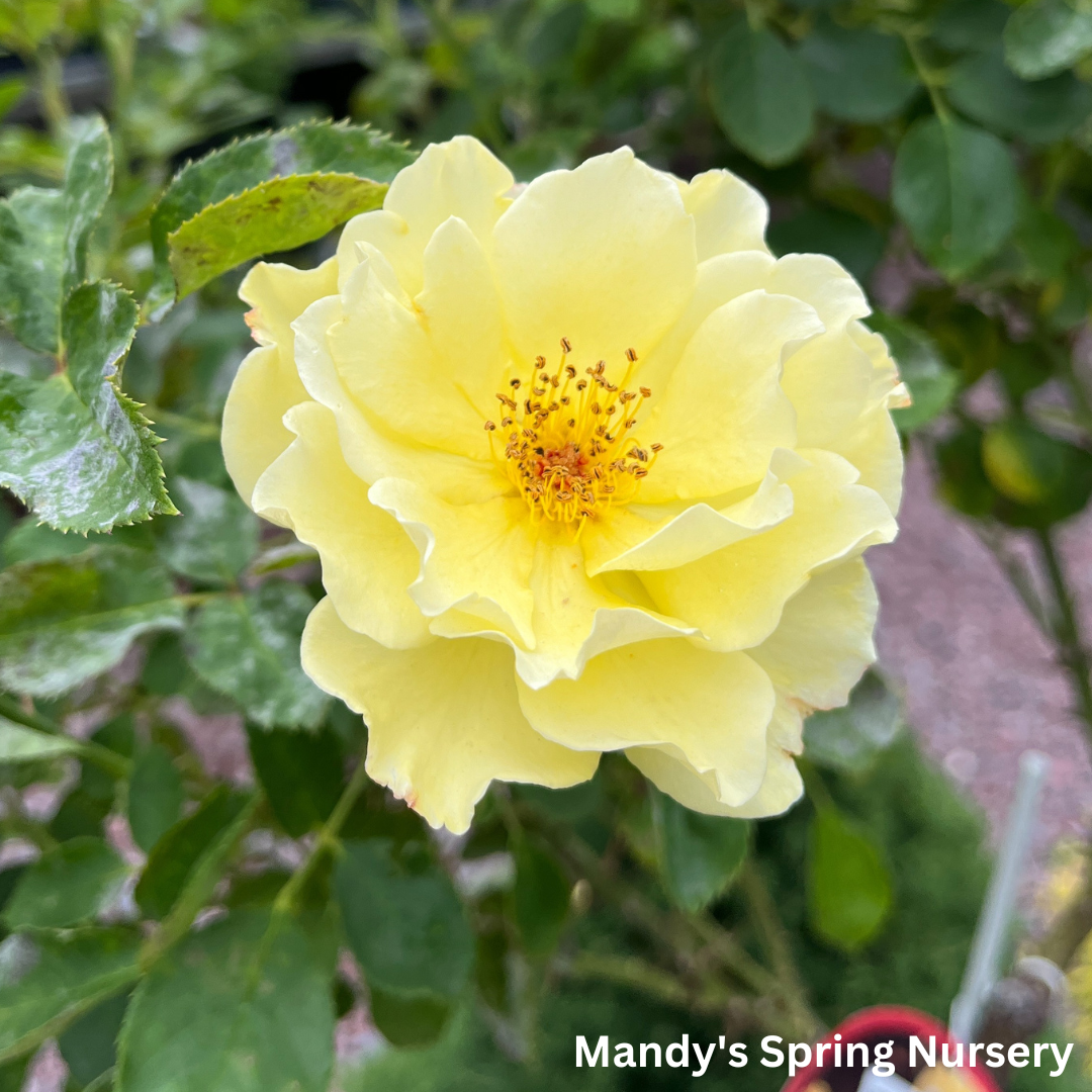 Yukon Sun Hardy Rose (Tree-Form)