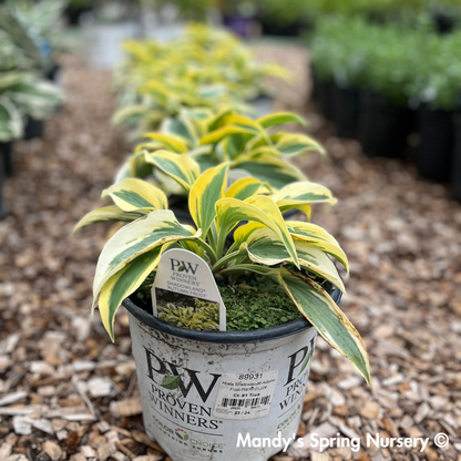 Autumn Frost Hosta | Hosta 'Autumn Frost'