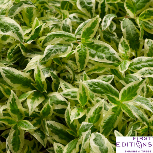 Cool Splash Dwarf Bush Honeysuckle | Diervilla sessilifolia