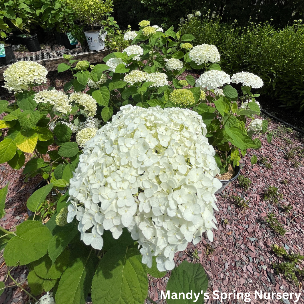 Incrediball Smooth Hydrangea | Hydrangea arborescens