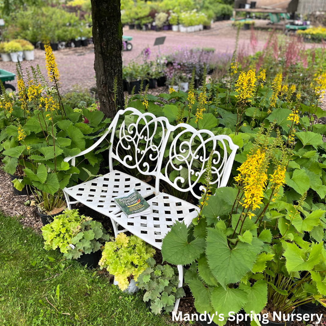 The Rocket Golden Ray | Ligularia stenocephala