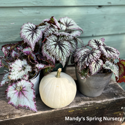 Painted Leaf Begonia | Begonia rex-cultorum