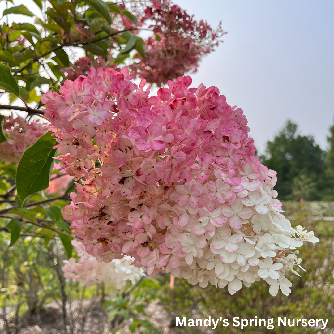 Vanilla Strawberry Hydrangea Tree | Hydrangea paniculata 'Renhy'