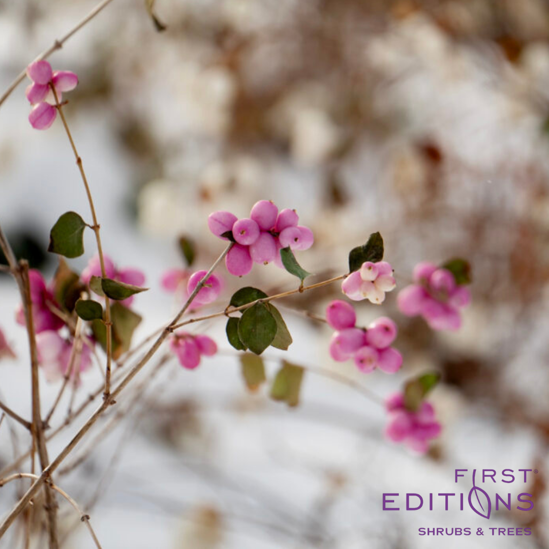 Candy Coralberry | Symphoricarpos x doorenbosii