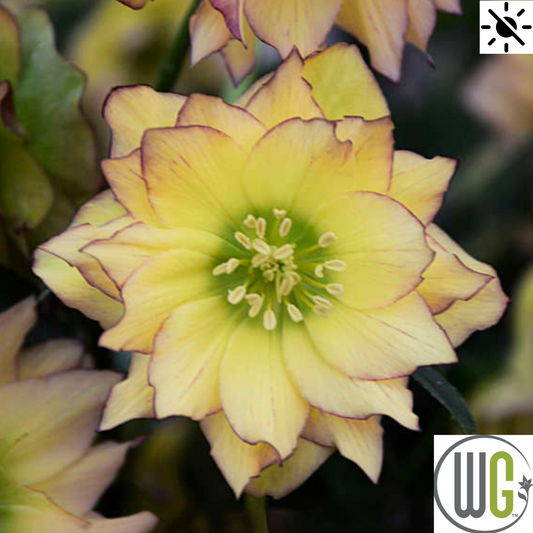 'First Dance' Lenten Rose | Helleborus