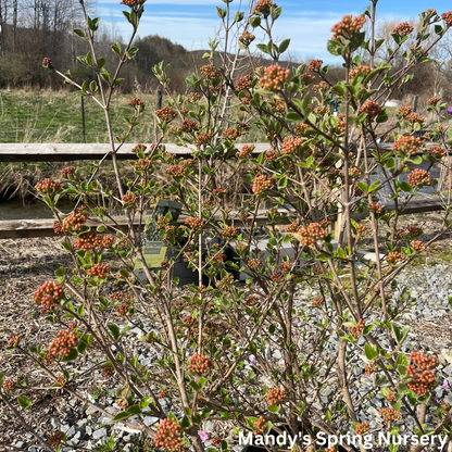 Sugar n' Spice® Korean Viburnum | Viburnum carlesii