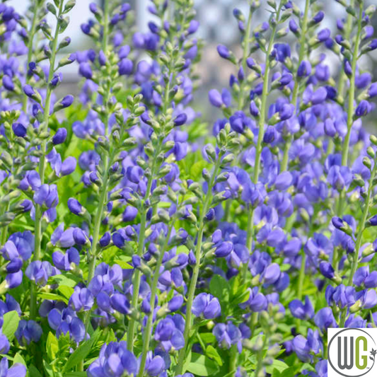 False Indigo | Baptisia australis