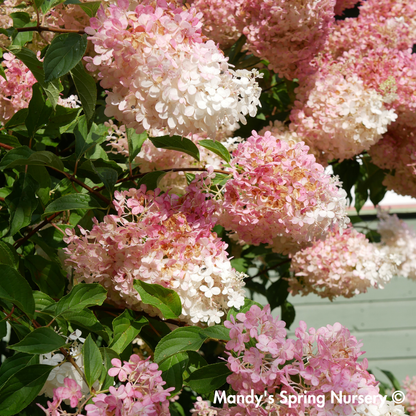 Vanilla Strawberry Hydrangea | Hydrangea paniculata
