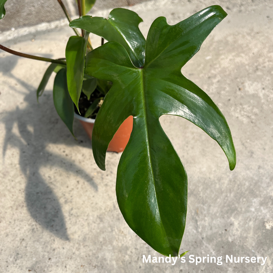 Florida Green Philodendron | Philodendron squamiferum x pedatum