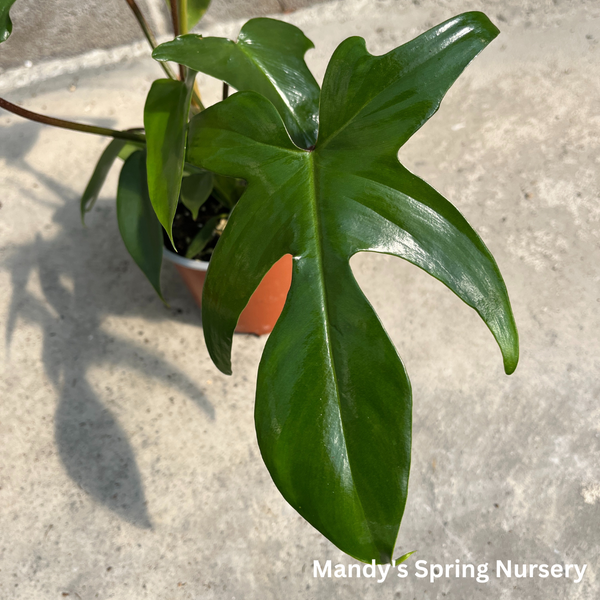 philodendron fraternum Florida Green Philodendron