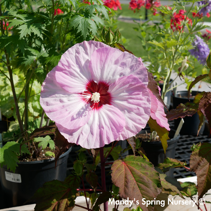 'Spinderella' Hibiscus