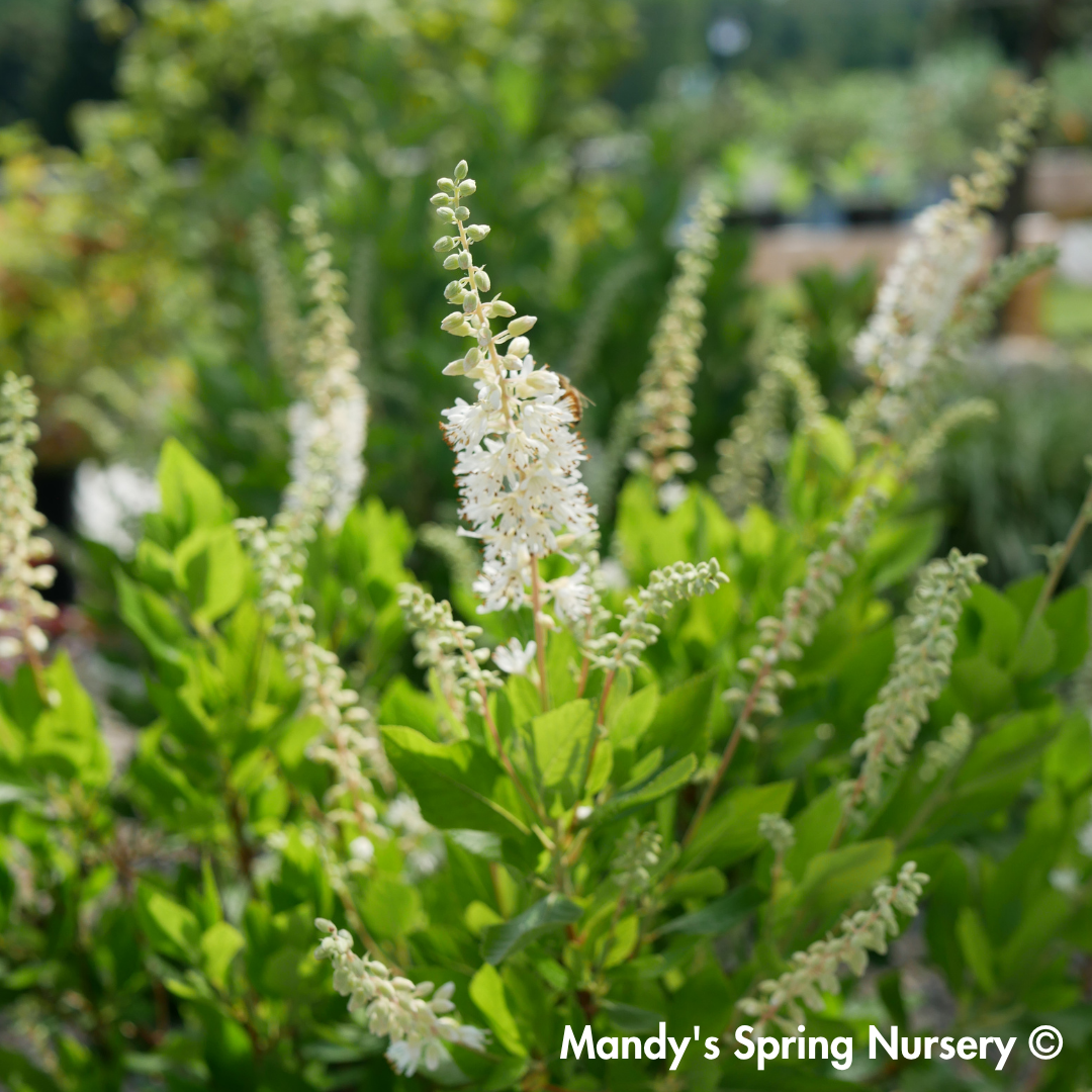 Hummingbird Summersweet | Clethra alnifolia