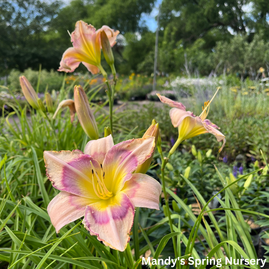 Handwriting On The Wall Reblooming Daylily | Hemerocallis