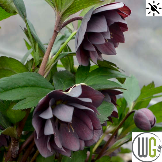 'Dashing Groomsmen' Lenten Rose | Hellebore