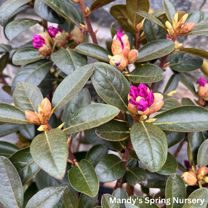 PJM Elite' Rhododendron | Rhododendron