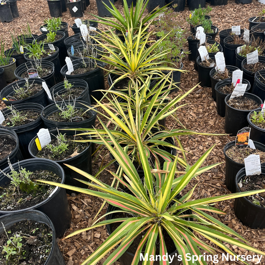Color Guard Yucca | Yucca filamentosa